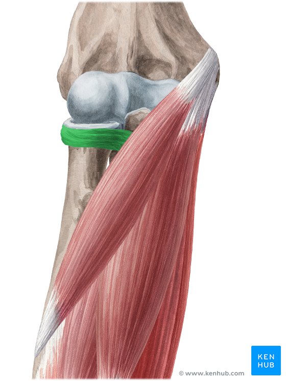 Annular ligament of the radius - ventral view