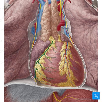 Arteria coronaria dextra (Rechte Herzkranzarterie); Bild: Yousun Koh