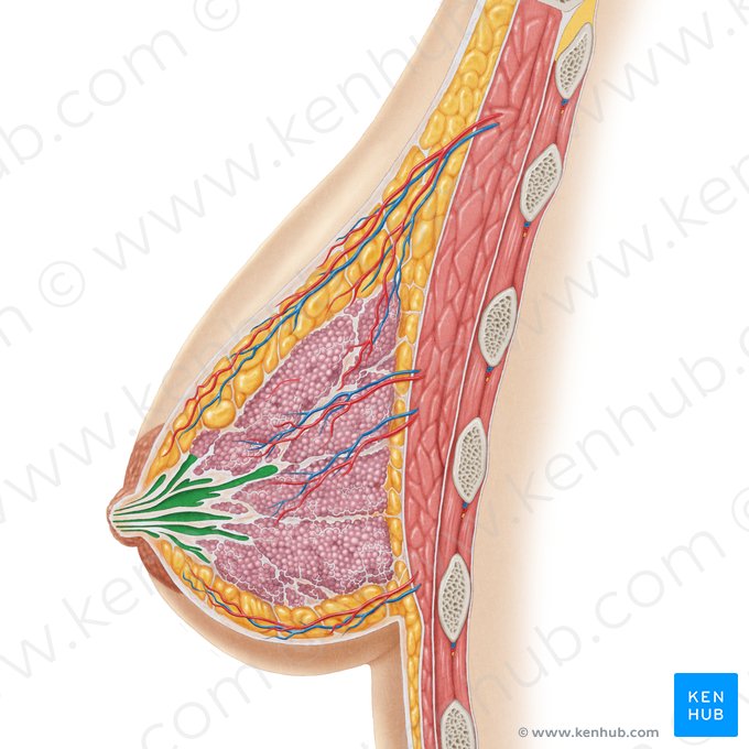 Ducto lactífero (Ductus lactiferi); Imagem: Samantha Zimmerman