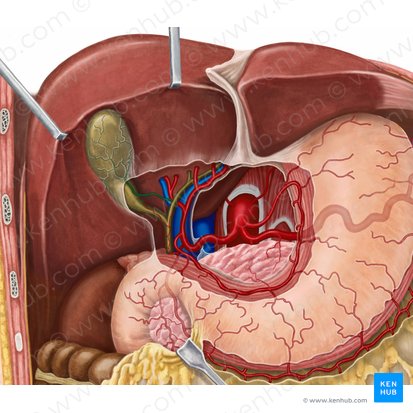 Cystic artery (Arteria cystica); Image: Irina Münstermann