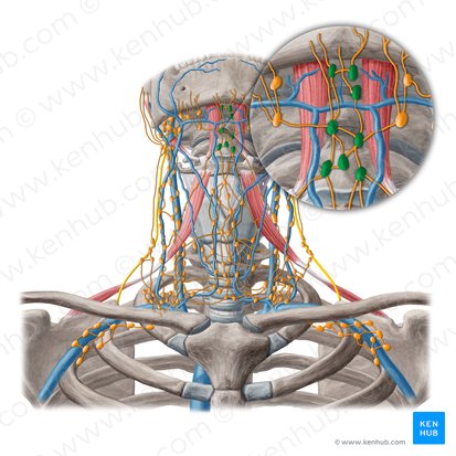 Nodi lymphoidei submentales (Submentale Lymphknoten); Bild: Yousun Koh