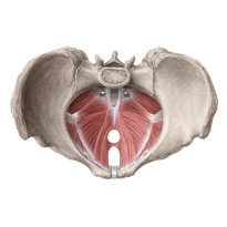 Pelvic girdle and floor