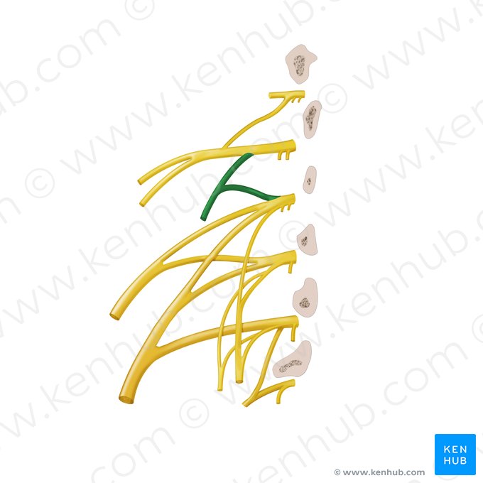 Genitofemoral nerve (Nervus genitofemoralis); Image: Begoña Rodriguez