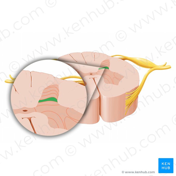Aire spinale V (Lamina spinalis V); Image : Paul Kim