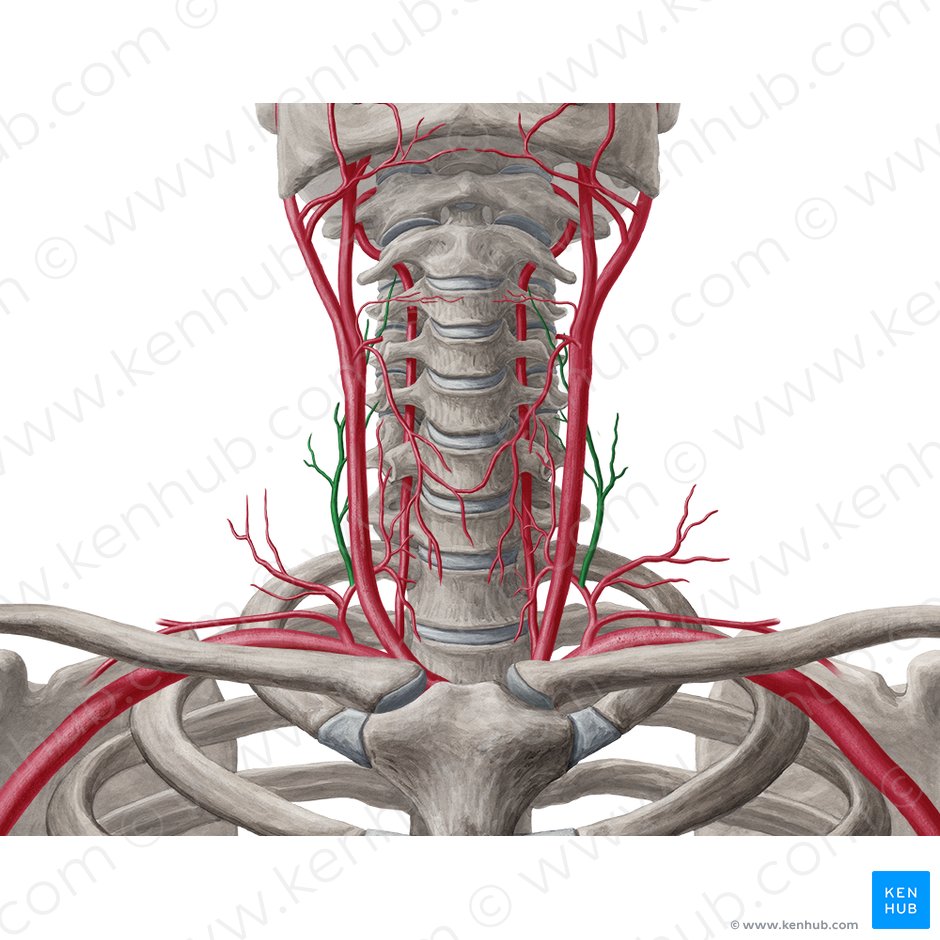Truncus thyrocervicalis Anatomie, Verlauf und Äste Kenhub