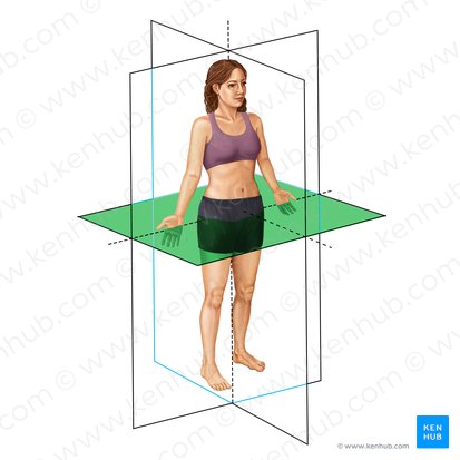 Transverse plane (Planum transversum); Image: Irina Münstermann