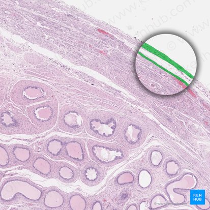 Túnica vaginal del testículo (Tunica vaginalis testis); Imagen: 