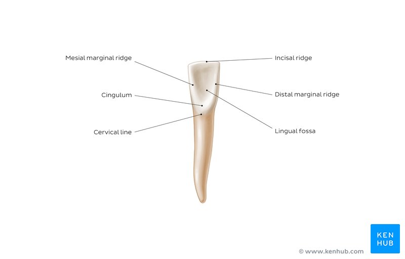 Lingual view of a mandibular central incisor: diagram