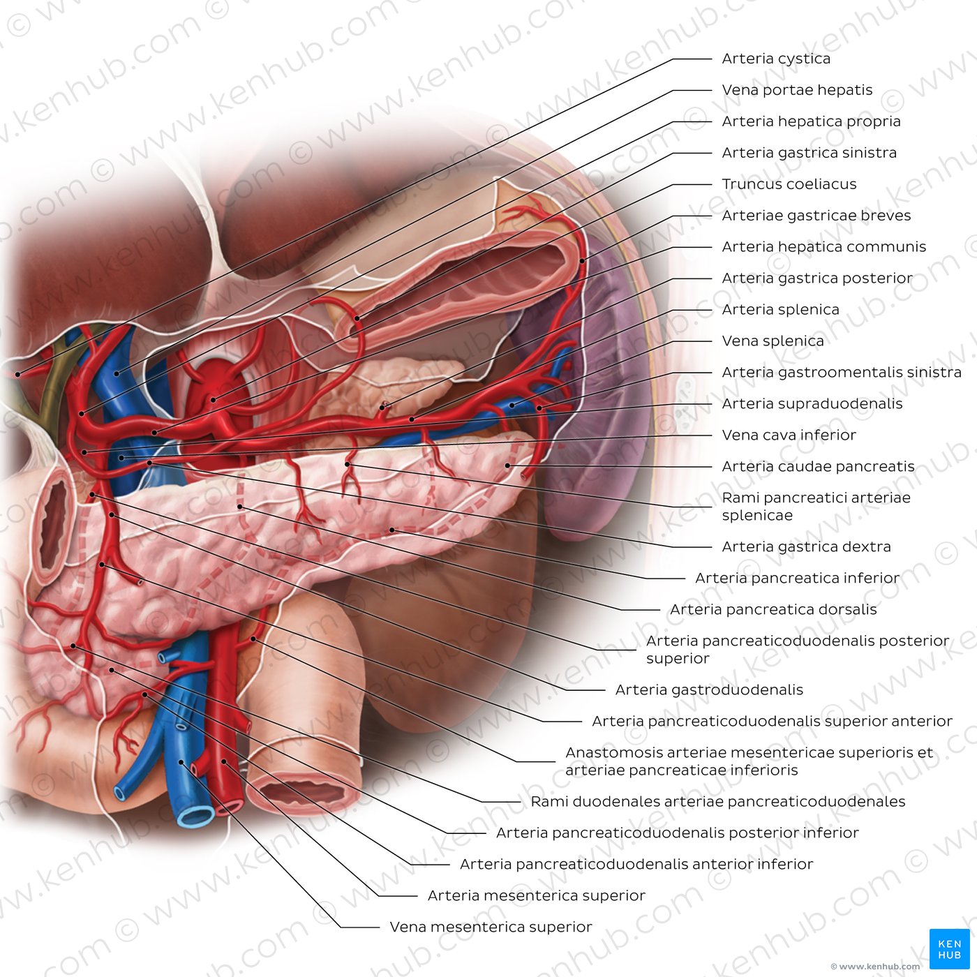 Arterien des Pankreas, der Milz und des Duodenums