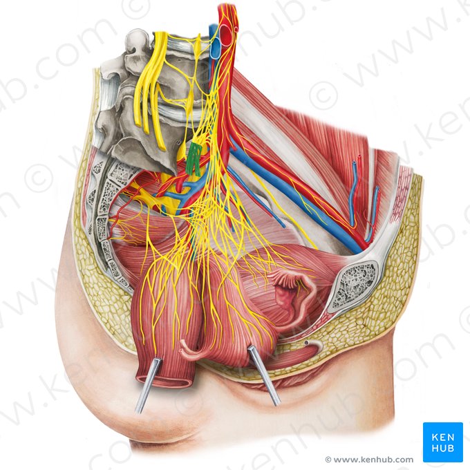 Nervo hipogástrico direito (Nervus hypogastricus dexter); Imagem: Irina Münstermann