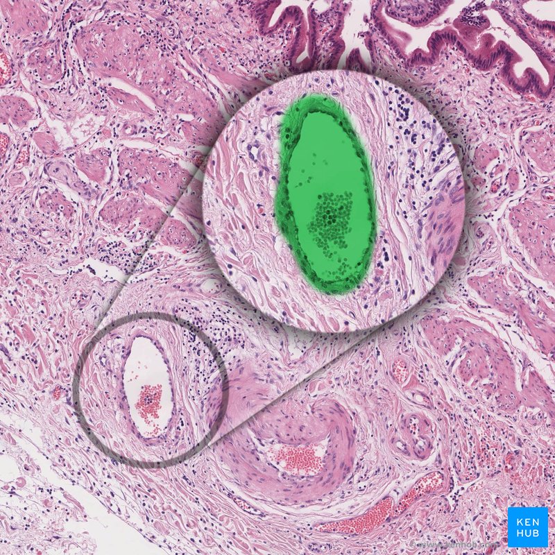 Vein - histological slide