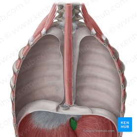 Abdominal part of esophagus (Pars abdominalis oesophagi); Image: Yousun Koh
