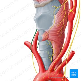 Right recurrent laryngeal nerve (Nervus laryngeus recurrens dexter); Image: Paul Kim