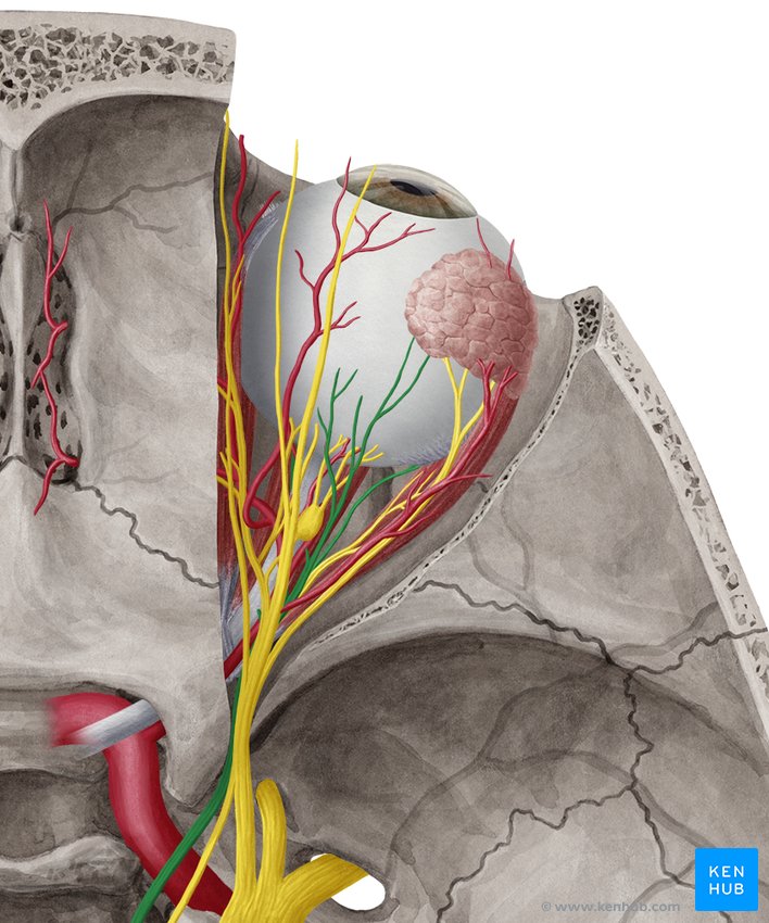 Oculomotor nerve