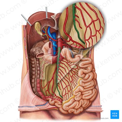 Superior mesenteric artery (Arteria mesenterica superior); Image: Irina Münstermann