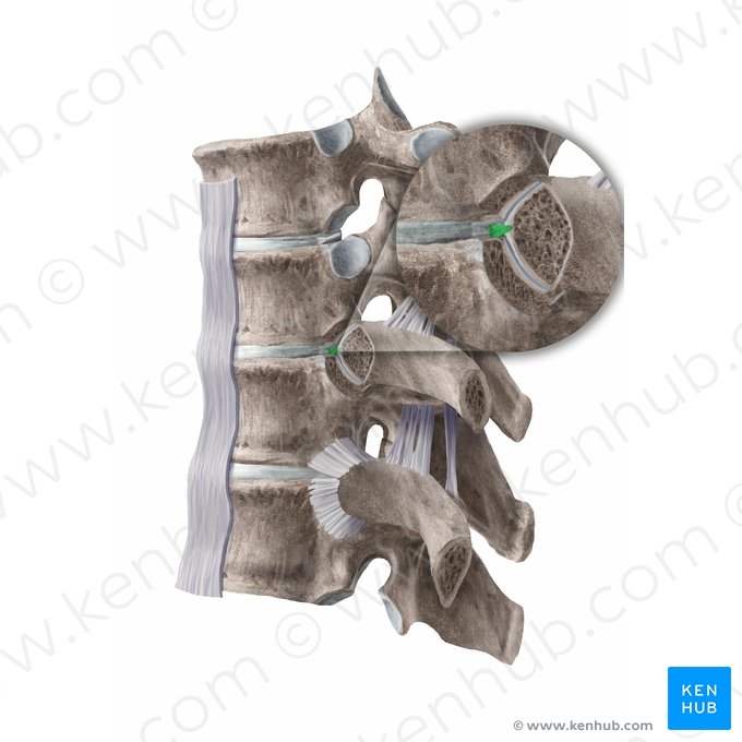 Ligamento intra-articular da cabeça da costela (Ligamentum intraarticulare capitis costae); Imagem: Begoña Rodriguez