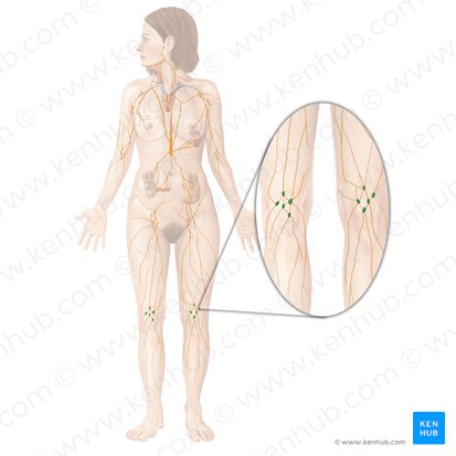 Nodi lymphoidei poplitei (Kniekehlenlymphknoten); Bild: Begoña Rodriguez
