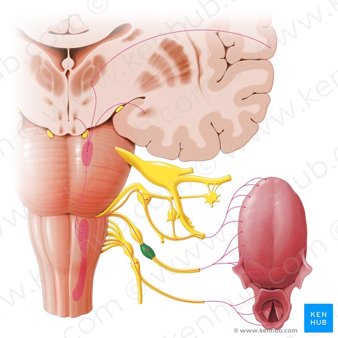Ganglion inferius nervi glossopharyngei (Unteres Ganglion des Zungen-Rachen-Nervs); Bild: Paul Kim