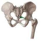 Sacrospinous ligament