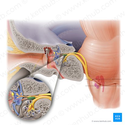 Porción inferior del ganglio vestibular (Pars inferior ganglii vestibularis); Imagen: Paul Kim