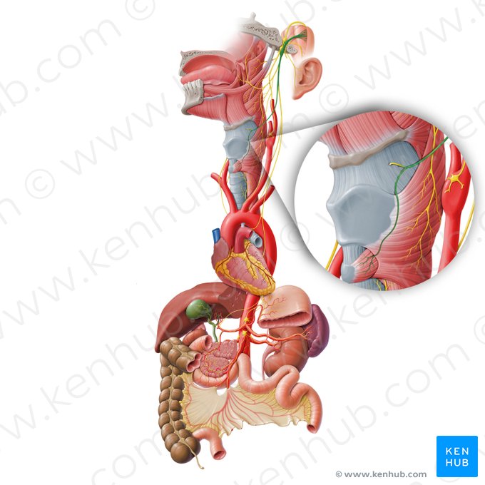 Ramo externo del nervio laríngeo superior (Ramus externus nervi laryngei superioris); Imagen: Paul Kim