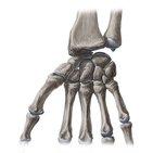 Carpal bones