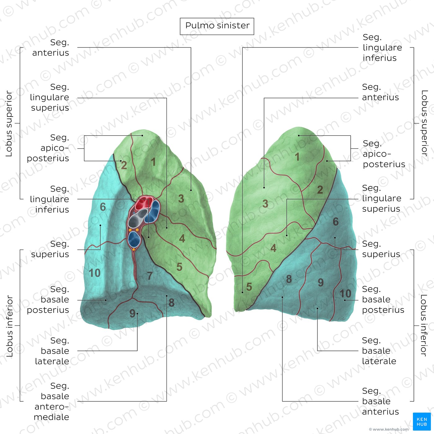 Lungensegmente (linke Lunge)