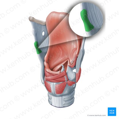 Superior horn of thyroid cartilage (Cornu superius cartilaginis thyroideae); Image: Paul Kim