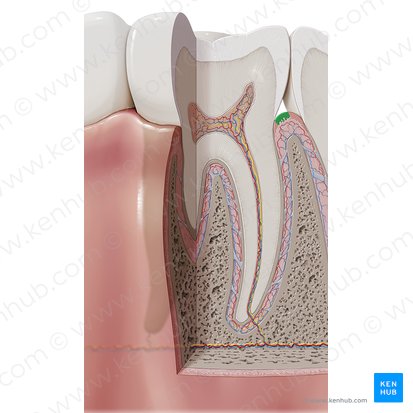 Marginal gingiva (Gingiva marginalis); Image: Paul Kim