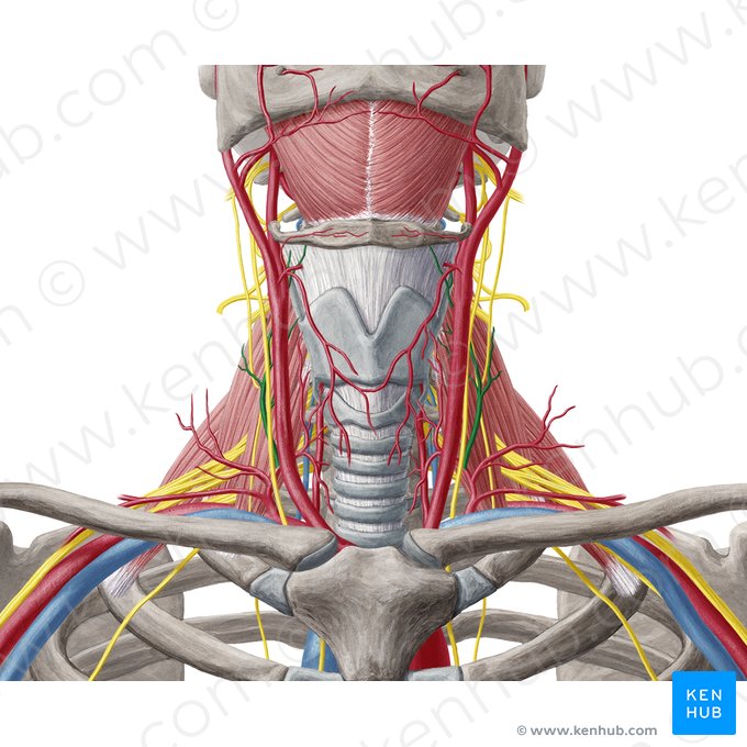 Ascending cervical artery (Arteria cervicalis ascendens); Image: Yousun Koh