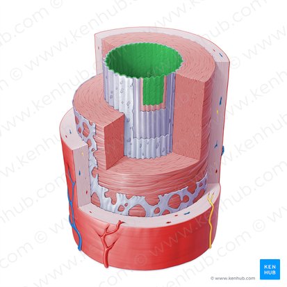 Endothelium arteriae (Endothel der Arterie); Bild: Paul Kim