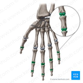 Articulações interfalângicas da mão (Articulationes interphalangeae manus); Imagem: Yousun Koh