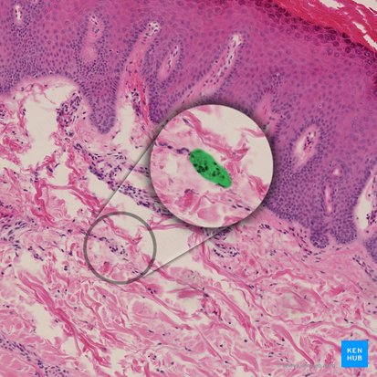 Ruffini corpuscle (Corpusculum sensorium fusiforme); Image: 