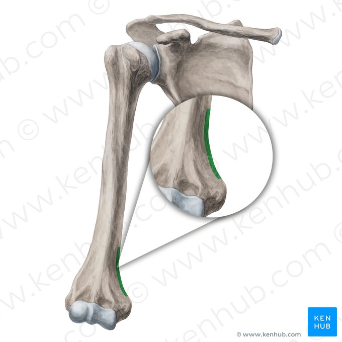 Medial supracondylar ridge of humerus (Crista supracondylaris medialis humeri); Image: Yousun Koh