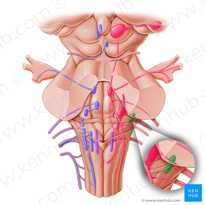 Núcleos cocleares (Nuclei cochleares); Imagem: Paul Kim