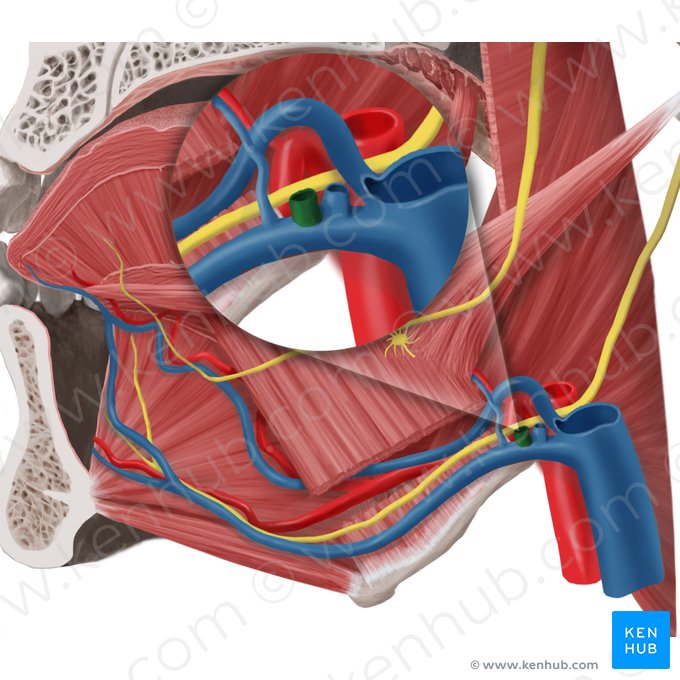 Facial vein (Vena facialis); Image: Begoña Rodriguez