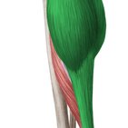 Gastrocnemius muscle