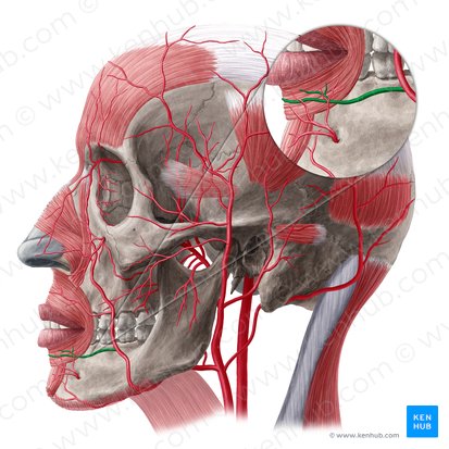 Inferior labial artery (Arteria labialis inferior); Image: Yousun Koh