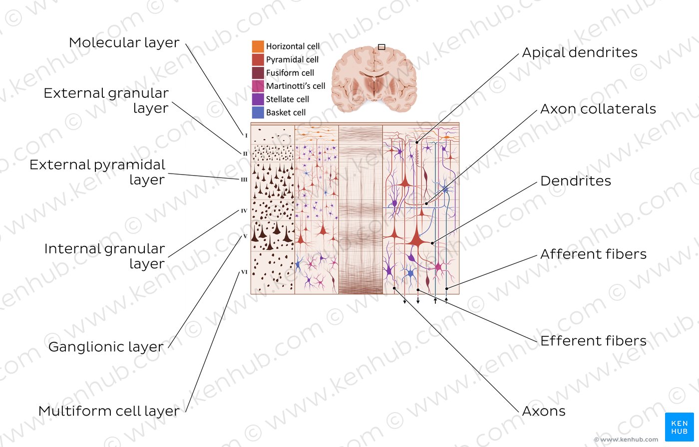 Cerebral cortex I: Overview