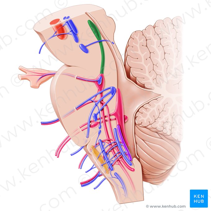 Núcleo mesencefálico del nervio trigémino (Nucleus mesencephalicus nervi trigemini); Imagen: Paul Kim