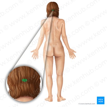 Protuberancia occipital externa (Protuberantia occipitalis externa); Imagen: Irina Münstermann