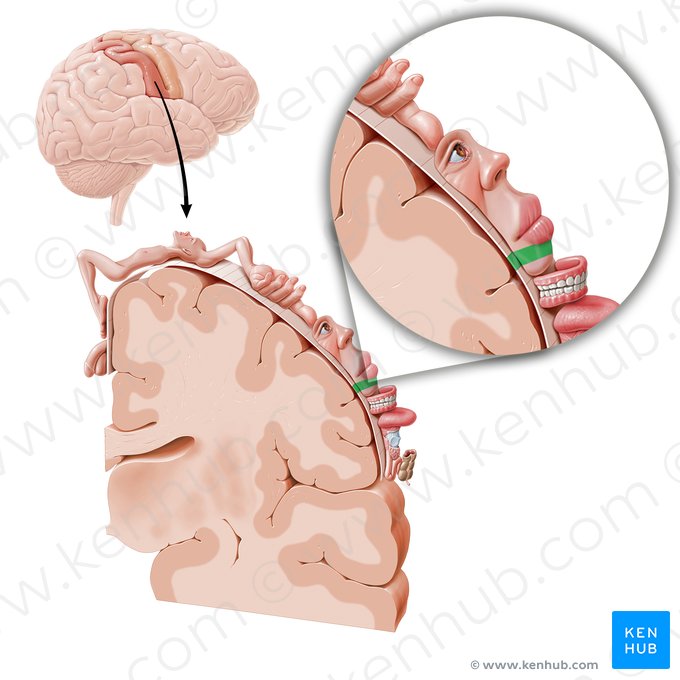 Sensory cortex of lower face (Cortex sensorius regionis facialis inferioris); Image: Paul Kim