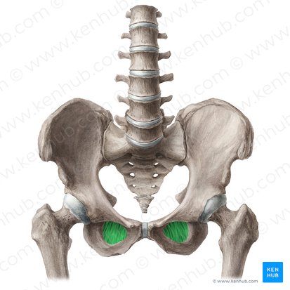 Membrana obturadora (Membrana obturatoria); Imagem: Liene Znotina