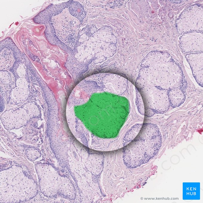 Sebaceous gland (Glandula sebacea); Image: 