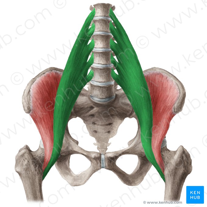 Musculus psoas major (Großer Lendenmuskel); Bild: Liene Znotina