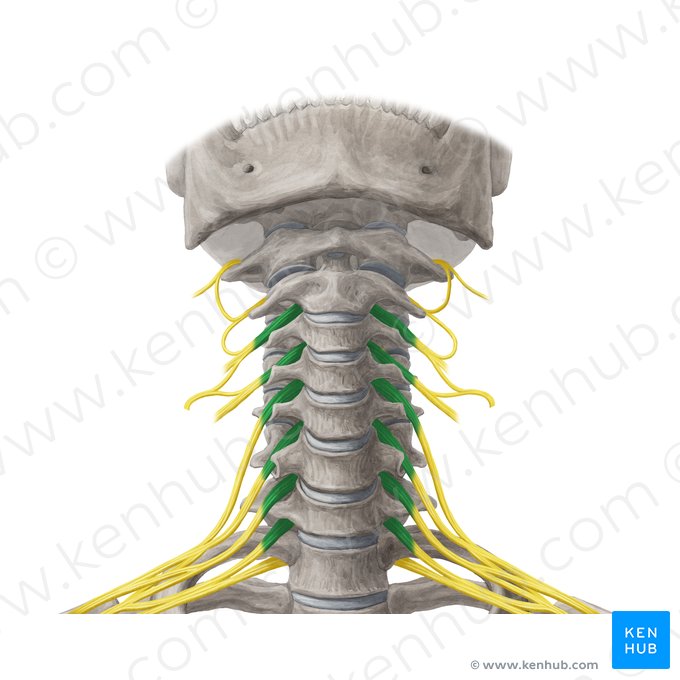 Ramos anteriores dos nervos espinais C3-C8 (Rami anteriores nervorum spinalium C3-C8); Imagem: Yousun Koh