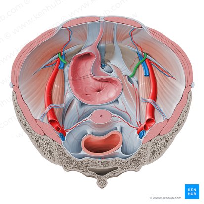 Ligamentum teres uteri (Rundes Gebärmutterband); Bild: Paul Kim