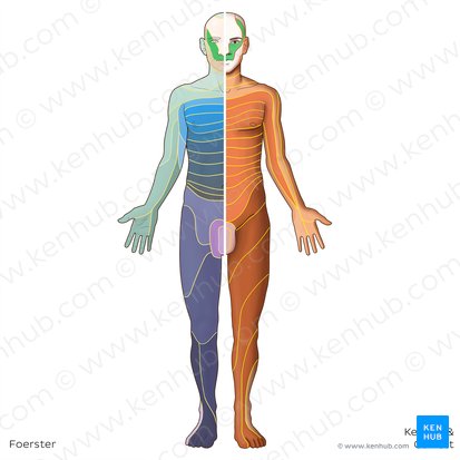 V2 dermatome (Dermatoma V2); Image: Irina Münstermann