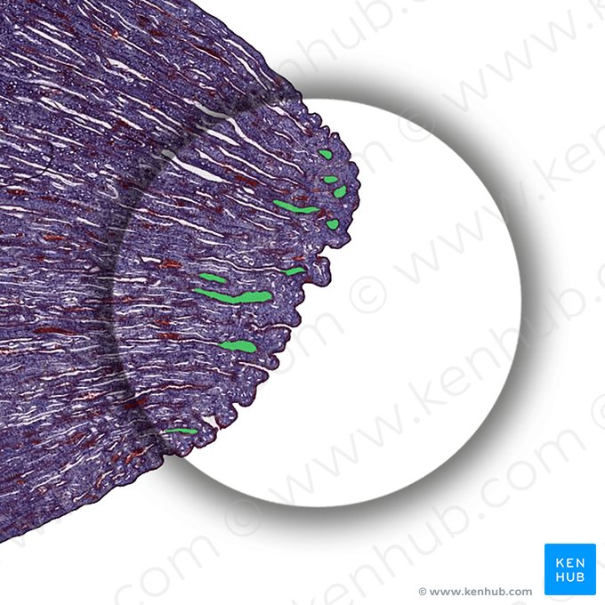 Renal papillary duct (Ductus papillaris renalis); Image: 