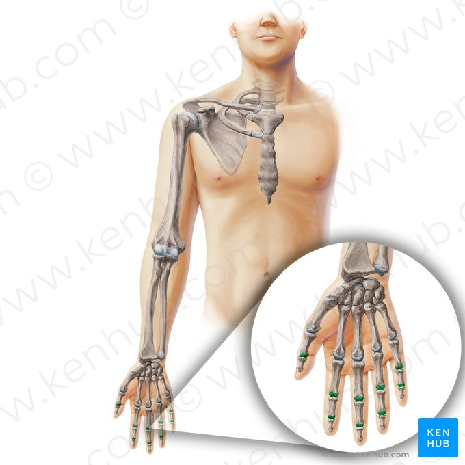 Interphalangeal joints of hand (Articulationes interphalangeae manus); Image: Paul Kim